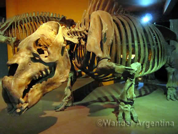 A toxodon at the paleontological exhibit at the Bernardo Rivadavia Natural Science Museum 
