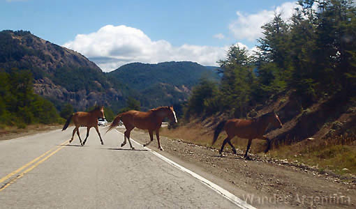 Wild horses dash across the road on the Seven Lake Route in Patagonia, Argentina