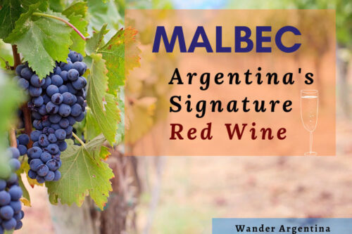 Malbec, Argentinas signature wine with purple grapes in a vineyard in the background