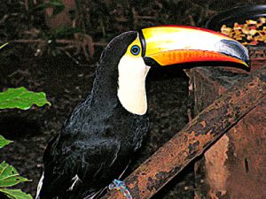 A parrot with a bright orange beak at Iguazu Falls, Argentina