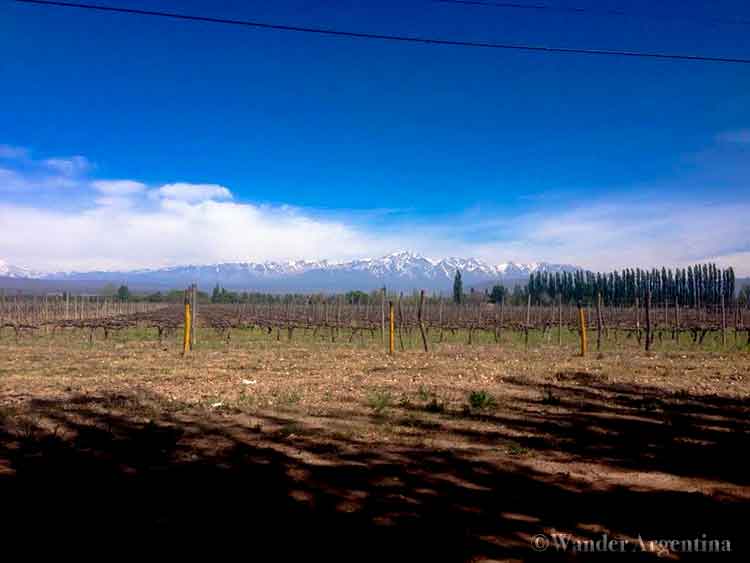 The snowcapped Andes mountains in the distance with a vineyard in the foreground in the Mendoza region of Argentina 
