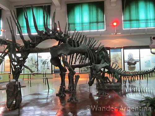 A amargasaurus skeleton at Buenos Aires' Bernardo Rivadavia Natural Science Museum