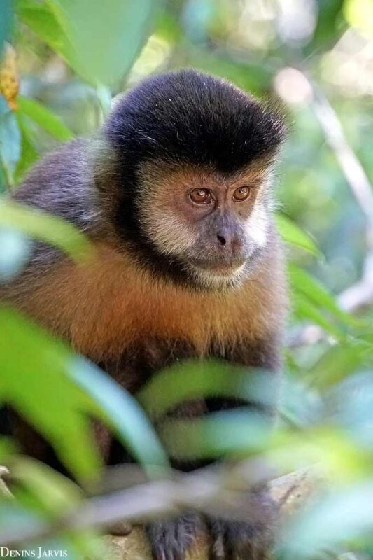 A capuchin monkey in Iguazu Falls, Argentina 