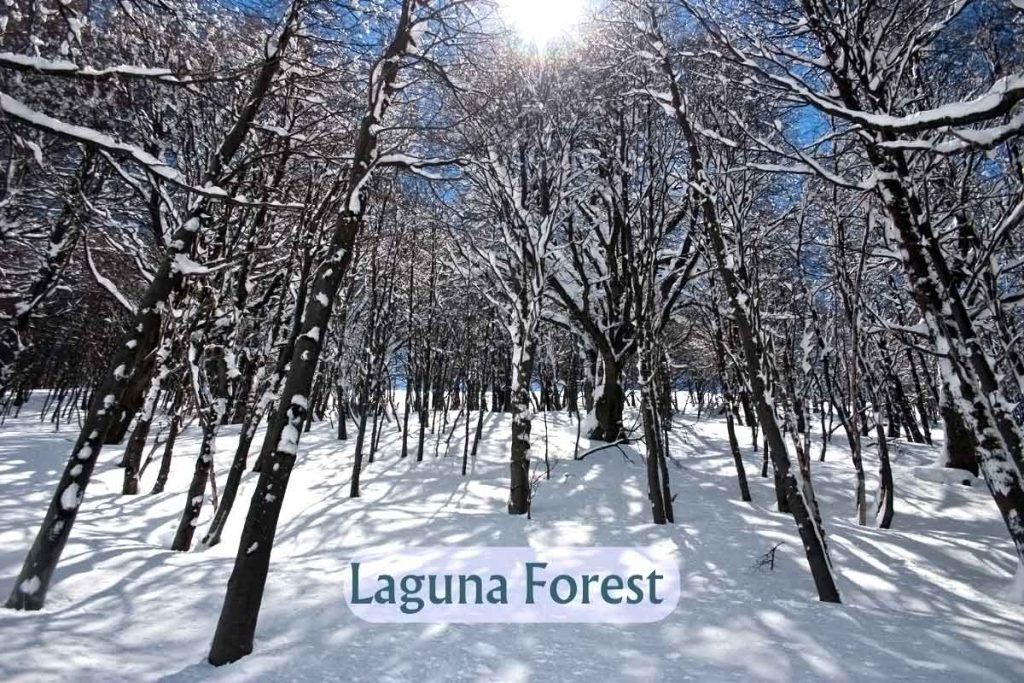Deep snow in the forest: La Laguna, Cerro Catedral 