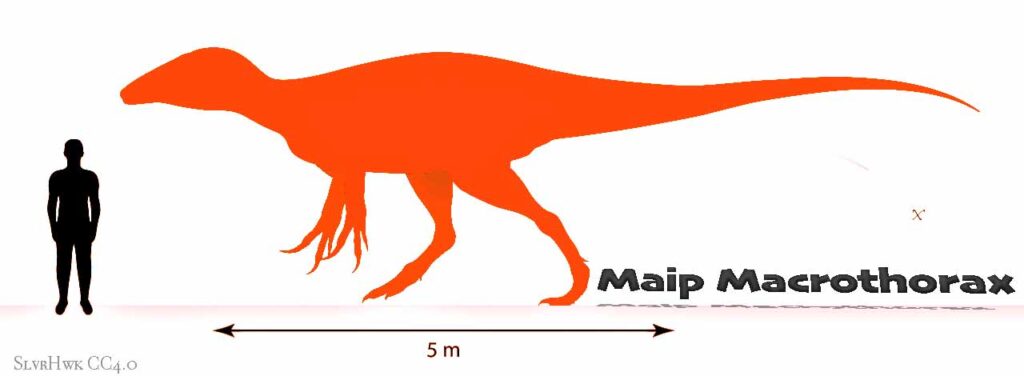 Maip Macrothorax is a a new megaraptor species. 
