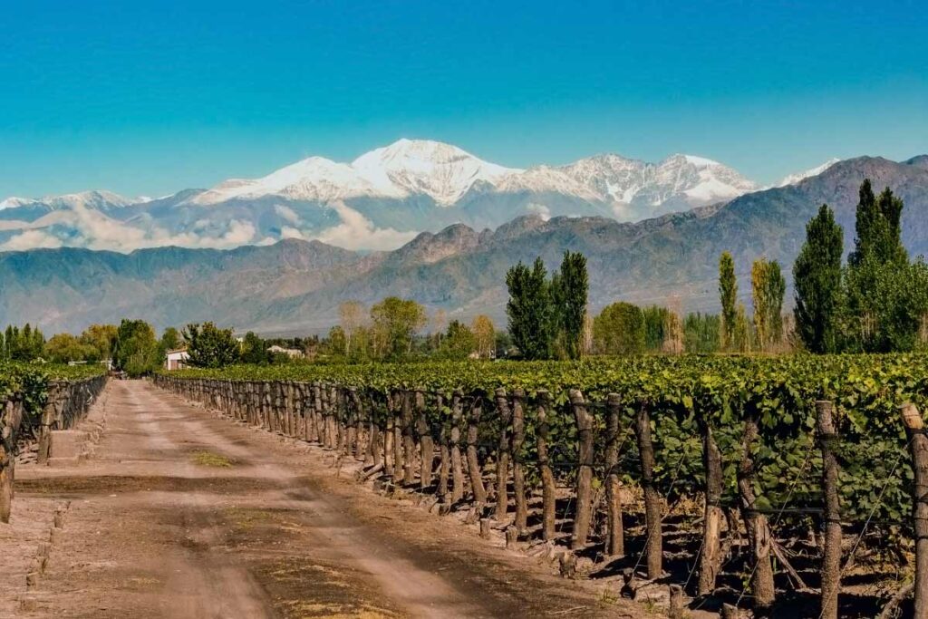 Vineyard with Andes mountains, Mendoza Argentina
