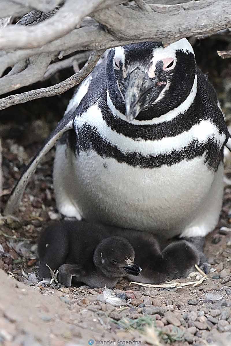 A penguin parent keeps close watch over two penguin chicks