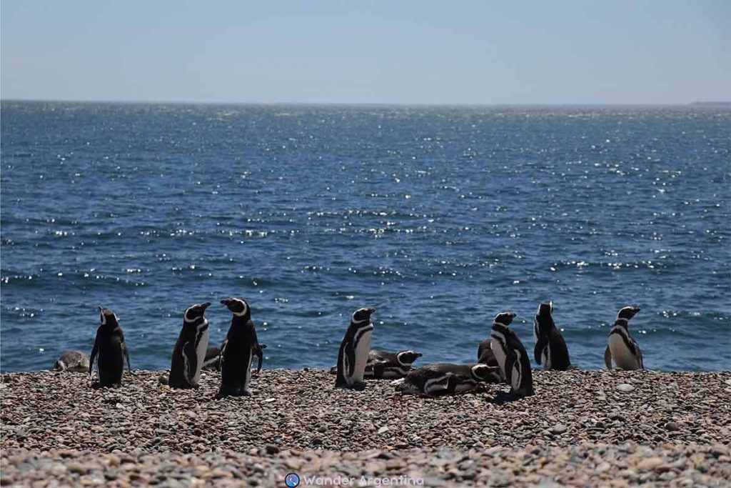 Penguins congregate on a rocky shore