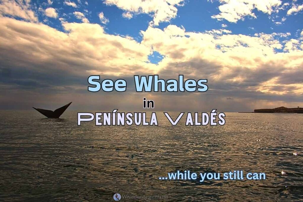 See whales in Penisula Valdes