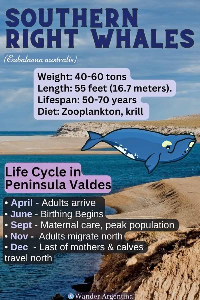 Southern Right Whale Facts and Life Cycle 