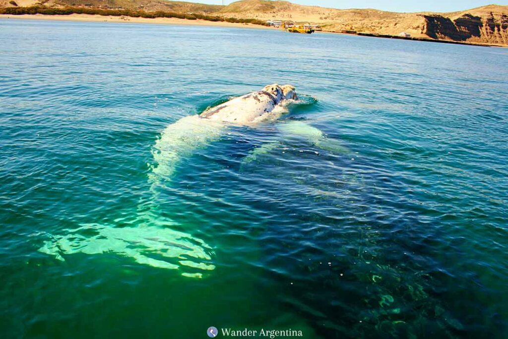 A whale displays its belly 