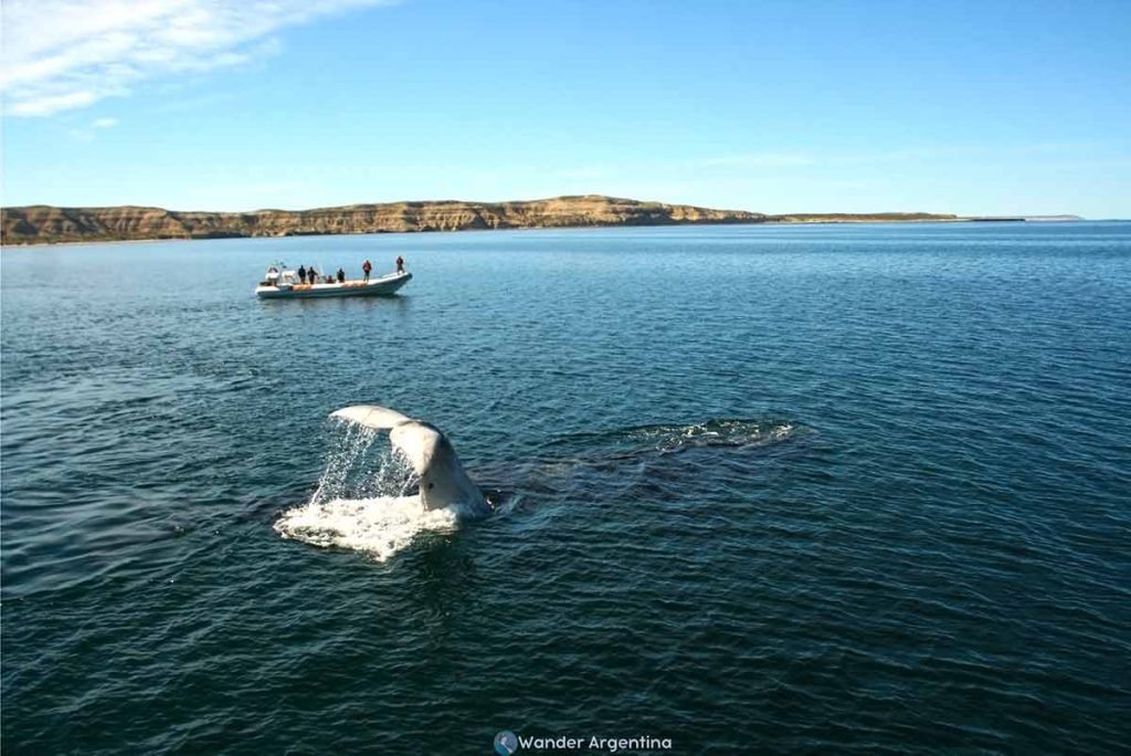 A right whale lobtailing near a small boat