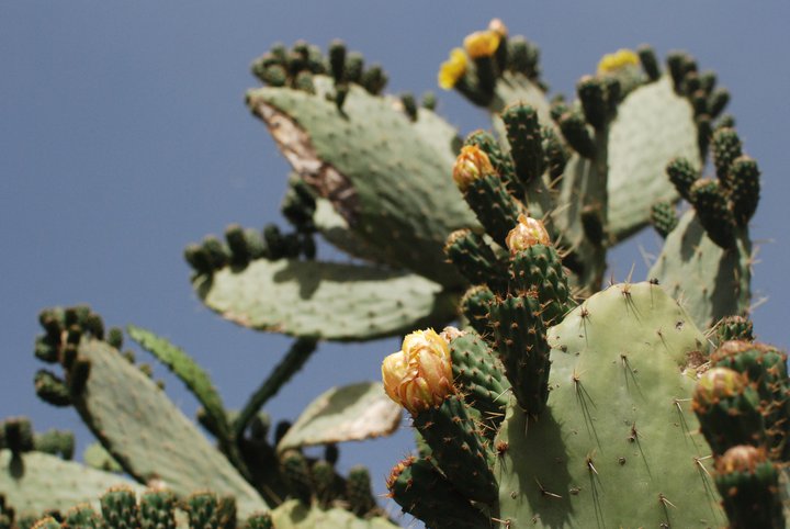 A flowering cactus in Cafayate