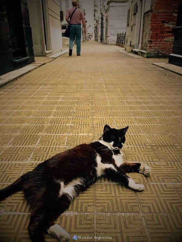 cat recoleta cemetery