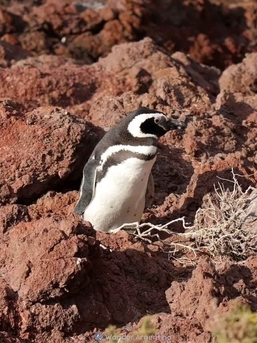 Magellanic penguin, Chubut province, Argentina