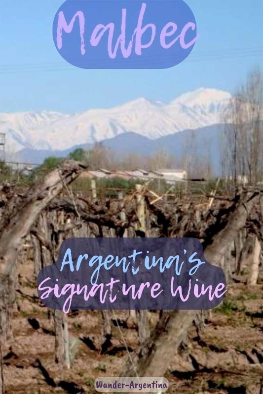 Malbec: argentina's signature wine (picture of Wine Country) 