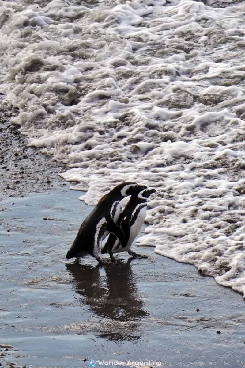 A penguins pair entering the sea 