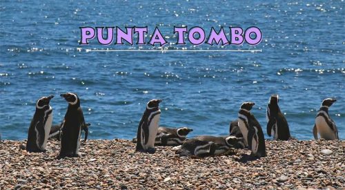 Discover Punta Tombo: Patagonia’s Penguin Paradise 🐧