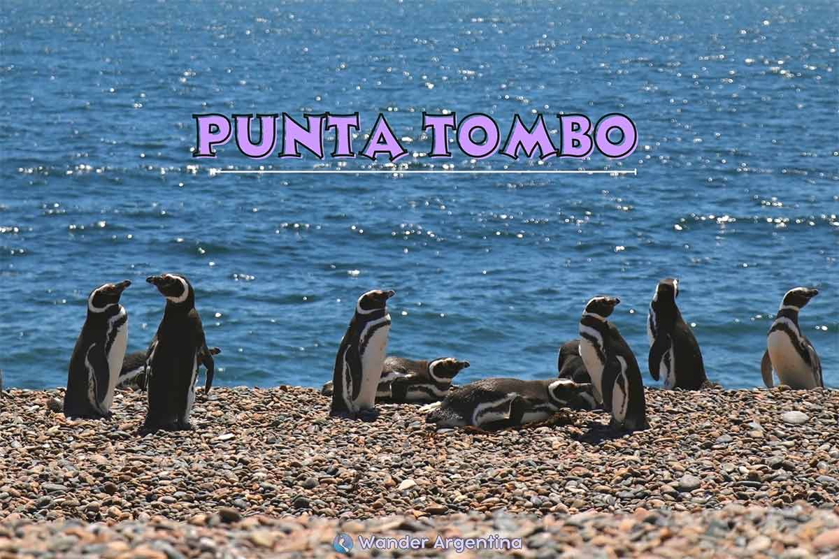 Punta Tombo: penguin flock on beach