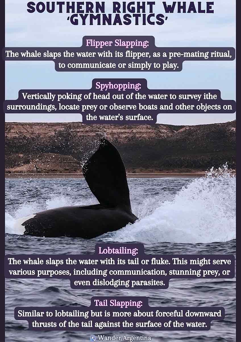 Southern Right Whale Typical Behavior Infograph