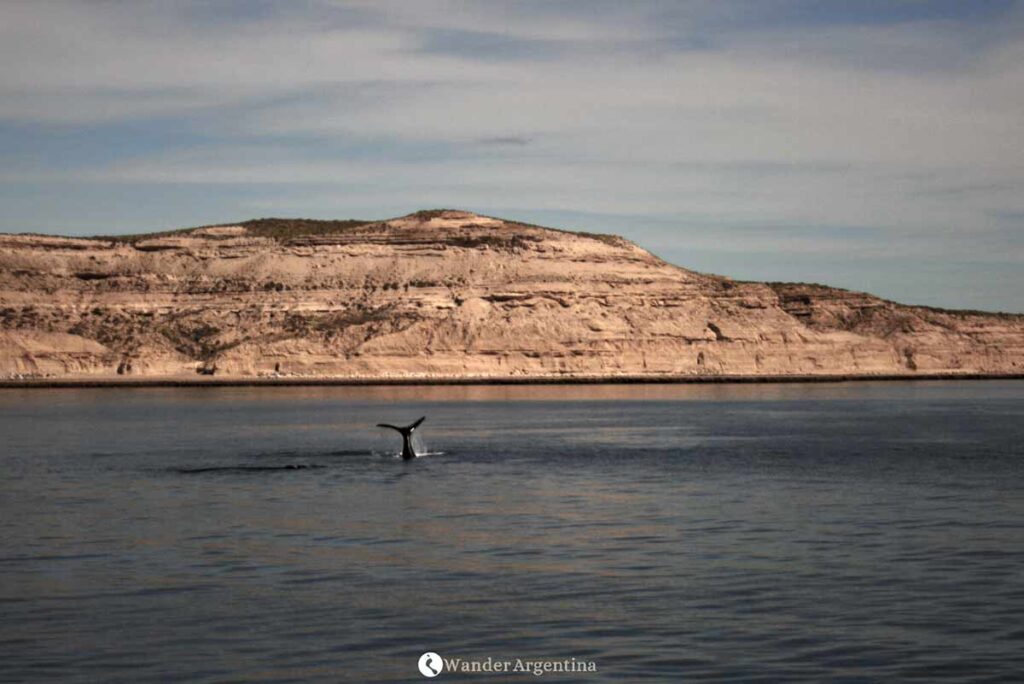 A whale tail sticks out.of the water in Puerto Piramides Bay