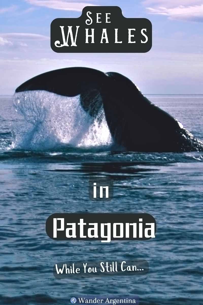 See whales in Patagonia while you still can! 