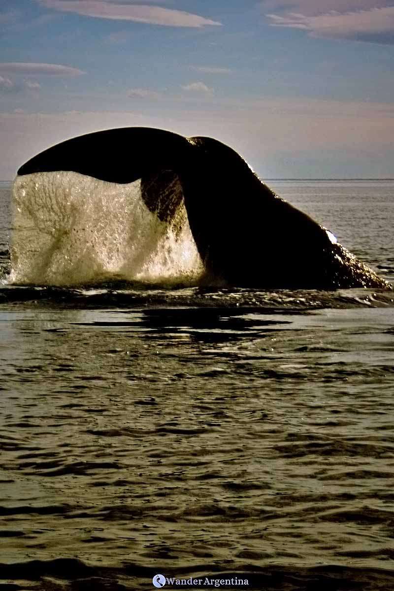 A whale tail emerges from the water 